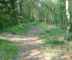 Nach der Schanze XIV - in kleinem Wldchen - Richtung Kurburg